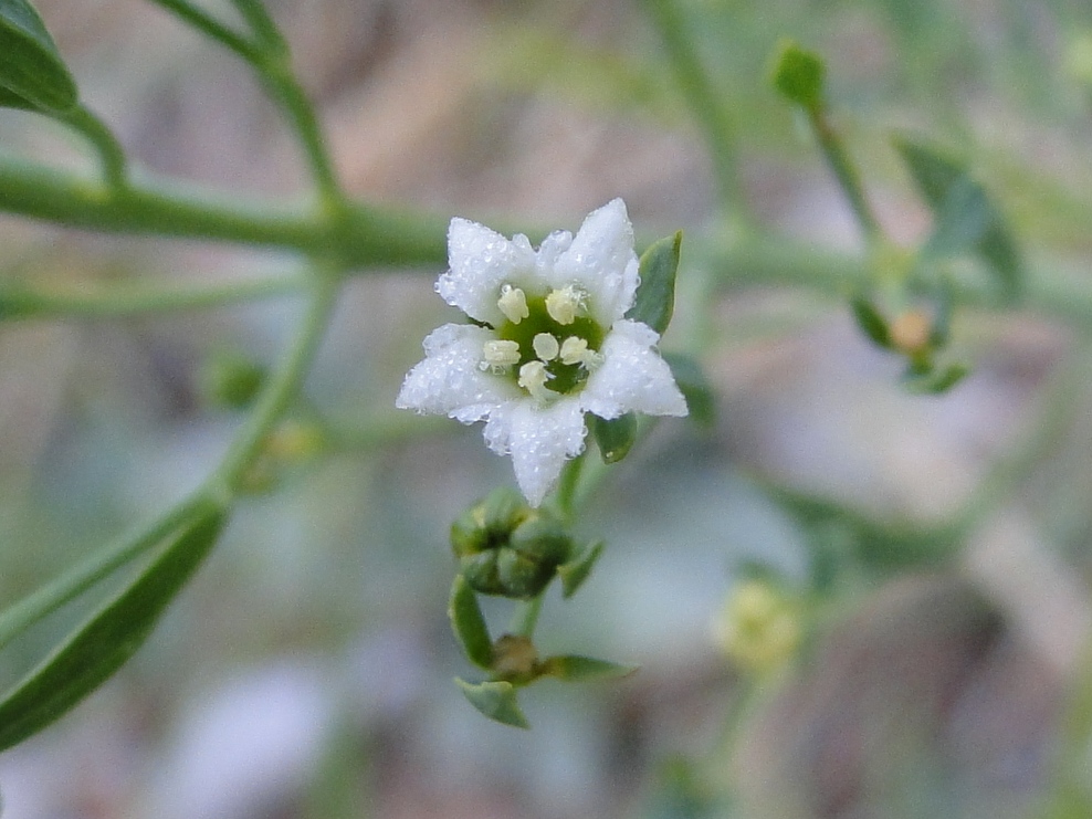 Thesium bavarum  / Linaiola bavarese